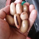 이복순농장 이미지