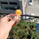 골드터치 Daum카페
