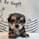 펫 중개소 이미지