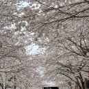 GS25 명천패밀리점 | 합정 망원 벚꽃 명소 희우정로 벚꽃 개화 현황(2024.4.3)