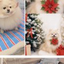 판교 P&P 동물병원 이미지