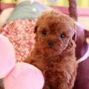 제물포애견 이미지