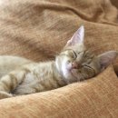 어디에서 왔니 이미지