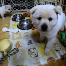 강아지집 이미지