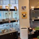 아담스펫강아지&가필드고양이 이미지