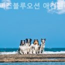 더퍼피즈블루오션 이미지