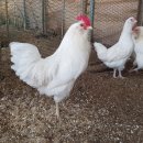 청계3로 이미지