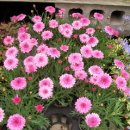 가자니아 이미지