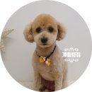 개들의 집 이미지