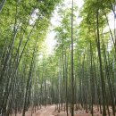 담양오방길4코스(싸목싸목길) | 전남 담양 여행정보
