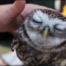 올빼미PC 이미지