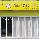 분당고양이분양 나비캣 이미지