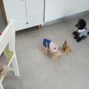 아라펫살롱 네이버블로그