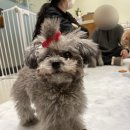 마이독 프리미엄 펫 스튜디오 이미지