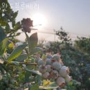 블루베리체험 완도블루베리 강원도 블루베리체험농장 예약방법 위치 후기