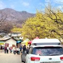 산수유 둘레길 | 이천백사 산수유 꽃축제 및 개화 현황(이천산수유마을 둘레길) 방문 후기