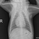 얼바인동물병원 이미지