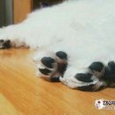 부연 농장 네이버블로그