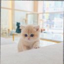 개와 집사의 시간 | 고양시고양이분양 초보집사가 고양이를 데려온 날