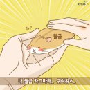 티라펠리체