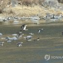 섬강축산 이미지