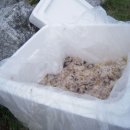 혜숙야채 이미지