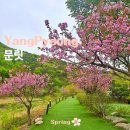 힐링&좋은일이가득한곳 | 양평 대형카페 겹벚꽃 가득한 힐링여행 + 애견동반 가능 용문 문릿