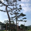 옛날에금잔디 이미지