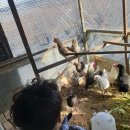 효준 농장 이미지