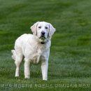 버프탕 네이버블로그