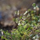 줄현호색 Corydalis bungeana Turcz. 이미지