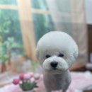 호이펫샵 이미지