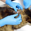 연희동물병원 이미지