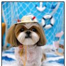 퍼플퍼피 이미지