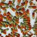 꽃차&약선차 이미지