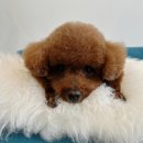 윤댕댕살롱 이미지