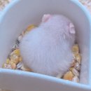 햄동대장 이미지