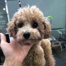 Just Grooming 이미지