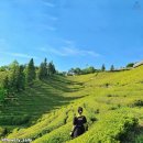 초록잎이 펼치는 세상 이미지