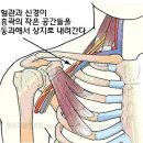 흉곽출구증후군 - 순천 아나파의원 통증클리닉 이미지