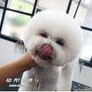 아지펫살롱 이미지