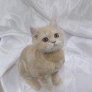 어벤독스 이미지