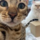 고양이살롱앤카페 이미지