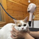 이츠펫 살롱 이미지