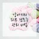 태양 동물병원 | 천안동물병원 강아지 피부 건강 살피기