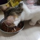 페테리안동물병원 이미지