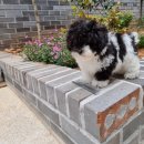 댕스마일 이미지