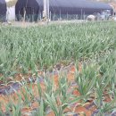 대왕농장1 이미지