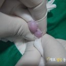 개포별빛동물병원 | [강남/양재동/개포동 동물병원] 6개월 페르시안 수컷고양이 중성화/당일퇴원/NO실밥 -[개포별빛동물병원]