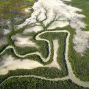 드론 사진 공모전 2021 - 연작 부문,물 빠진 맹그로브 숲 이미지